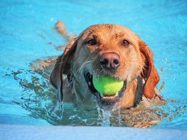 Dog swimming in pool.