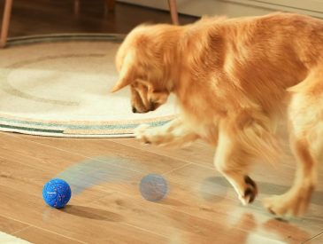 Cheerble interactive dog ball